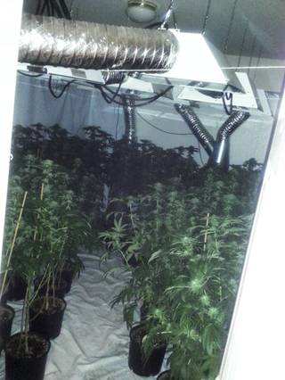 On Monday, Jan. 24, 2014, detectives seized 425 marijuana plants, 1.5 pounds of marijuana ready for sale, and a five foot long alligator at a grow house on the 8000 block of Wards Ferry Street.
